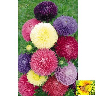 Hạt giống Cúc magic 50 hạt nhiều màu