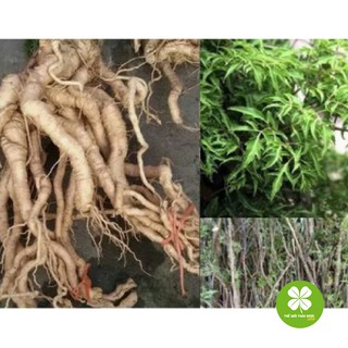 Rễ đinh lăng khô (gói 1kg) - TD049