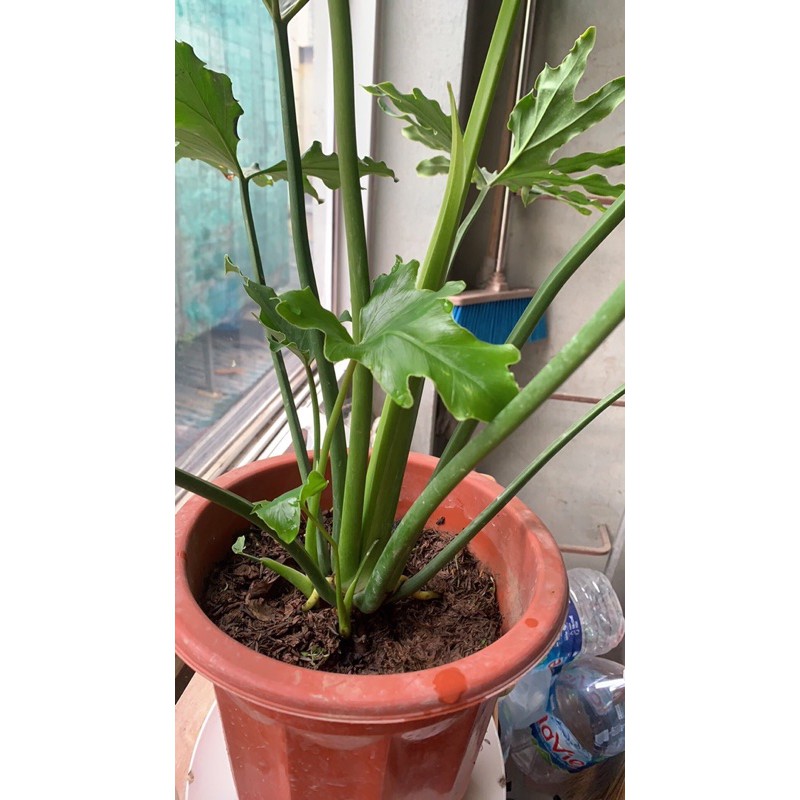 CÂY TRẦU BÀ THANH XUÂN, Trầu bà lá xẻ