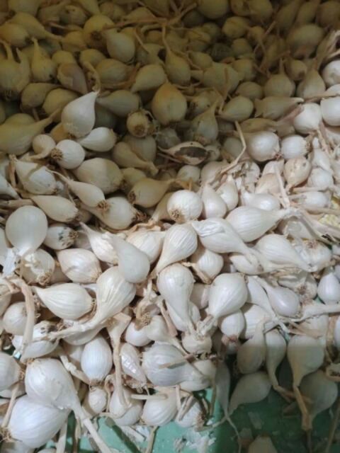 Tỏi cô đơn Lý Sơn chinh gốc