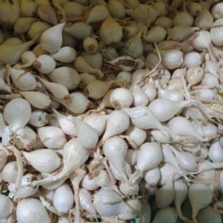 Tỏi cô đơn Lý Sơn chinh gốc