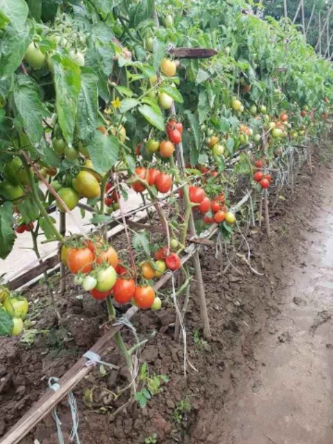 🍅🍅 CÀ CHUA ĐỎ OVAN CHỊU NHIỆT THÁI LAN