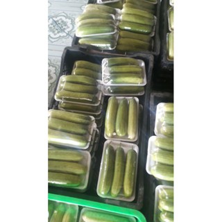 khay xốp m14, 25.000/50 cái