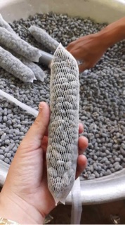 Phân dê đã qua xử lý trồng lan