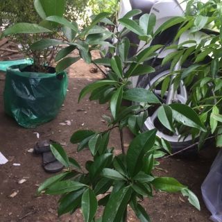 Cây cherry brazil siêu đẹp