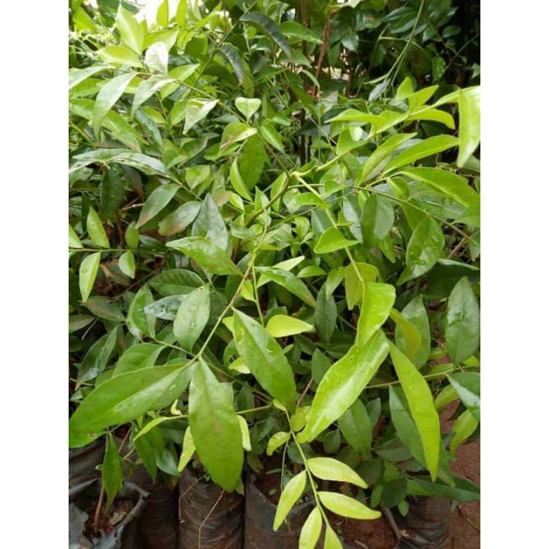 CÂY MÓC MẬT GIỐNG ĂN LÁ