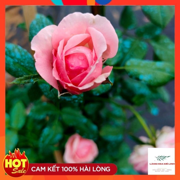 Hoa hồng ngoại Carey rose [️CÂY NGUYÊN BẢN - CHIẾT️] – Giống hồng cắt cành độc đáo, cuốn hút - Hương thơm tươi mát