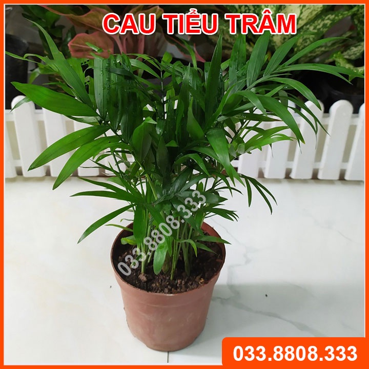 Cây Cau Tiểu Trâm ( Chậu Nhựa Nâu) - Cây phong thủy, Cây nội thất