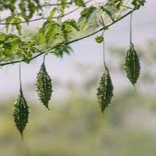 1gram HẠT GIỐNG KHỔ QUA RỪNG
