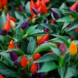 Chậu ớt ngũ sắc - Ót 5 màu - Giao cây khỏe, đang hoa hoặc trái -  Capsicum ammuum Linn. var conoides Irish
