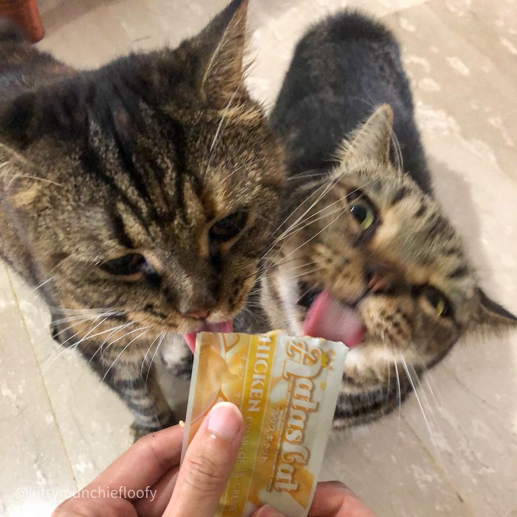 Hộp 20 thanh súp thưởng cho mèo Aatas 16g, tuýp kem dinh dưỡng tăng cân giảm mùi hôi mèo Con Mèo Xiêm