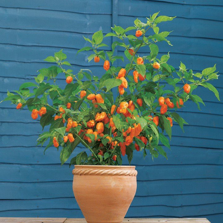 Hạt Giống Ớt Siêu Cay Habanero ( Nhập Khẩu Mỹ )