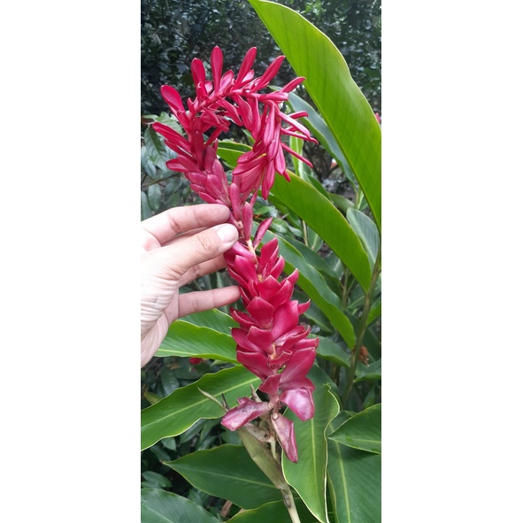 Cây hoa Hạnh Phúc giống (Riềng tía)( giao cây ảnh cuối)