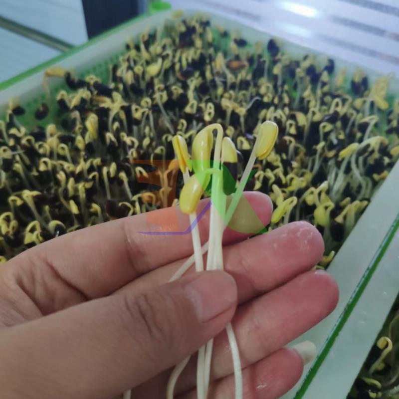 Bộ khung giá Khay trồng rau mầm thủy canh, không kèm khay 0KM-6.6, Gồm Giá đỡ, Bình xịt