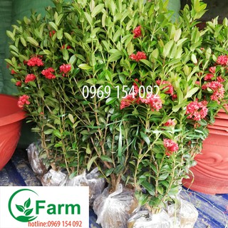 cây hoa  mẫu đơn nhật giống