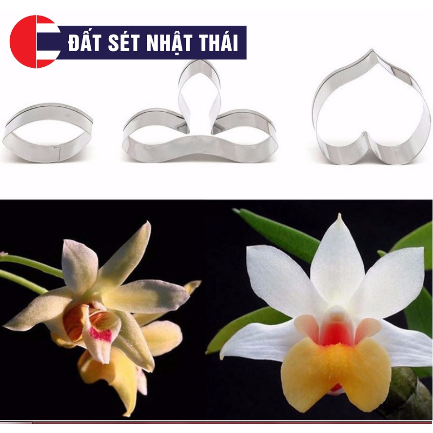 KHUÔN CẮT HOA LAN DENDROBIUM HỌC LÀM HOA ĐẤT SÉT, HOA ĐƯỜNG, XÔI HOA ĐẬU, HOA BÁNH KEM, RAU CÂU