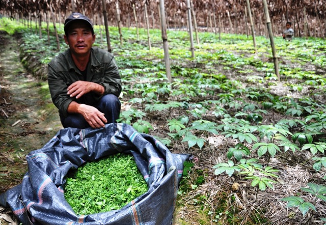 Nụ hoa tam thất BAO TỬ khô 500g