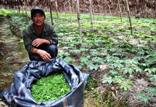Nụ tam thất 500g