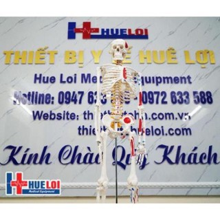Mô hình giải phẫu xương người 85 cm có rễ thần kinh