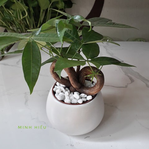 Cây kim ngân thắt nơ