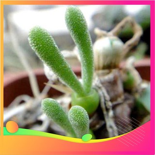 Hạt giống tai thỏ mix - 10 hạt vietgar