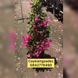hoa giấy thái caykiengsadec + tặng phân bón
