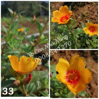 3 cành sam đơn vàng cam hoa nhí