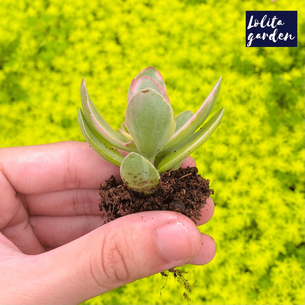 Sen đá bướm var mini Đà Lạt size mini cây cảnh trang trí nhà cửa Lolita garden
