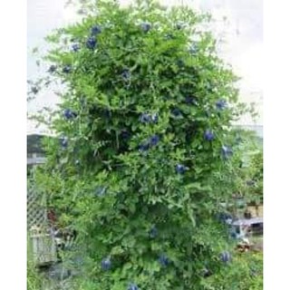 Hạt giống hoa Đậu biếc