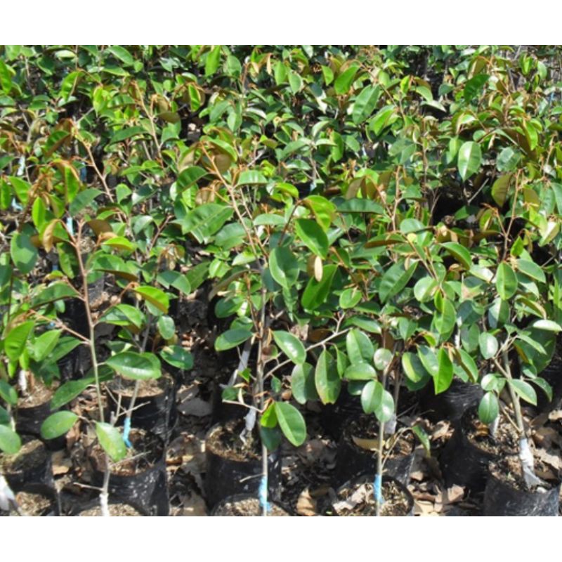 Cây Vú Sữa Mica Thơm Ngon Vỏ Mỏng, Chịu Mặn Tốt, Không Mủ Giống Bến Tre