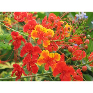 HẠT GIỐNG ĐIỆP TA - 5 Hạt/ gói