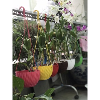 Combo 2 chậu treo đan mây bầu size 20 cm