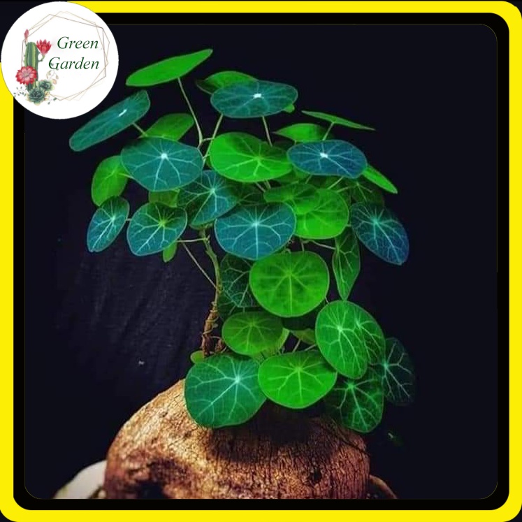 Củ Bình Vôi Trắng (Củ Đồng Tiền) Sẵn Mầm, Lá Nhỏ 🌵 FREESHIP 🌵 Cây Trang Trí Phong Thủy, Đẹp, Lạ Giá Rẻ.