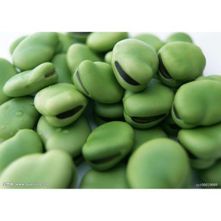 Đậu tằm chiên [Vicia faba ]