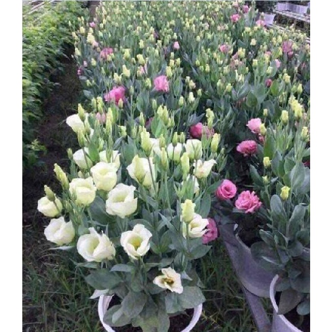 Hạt giống hoa cát tường nhiều màu KNS3622 - Gói 10 hạt