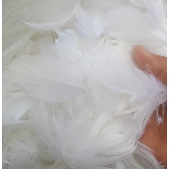 Lông vũ giá rẻ : 1 bịch tầm 100 - 200c / 1 màu