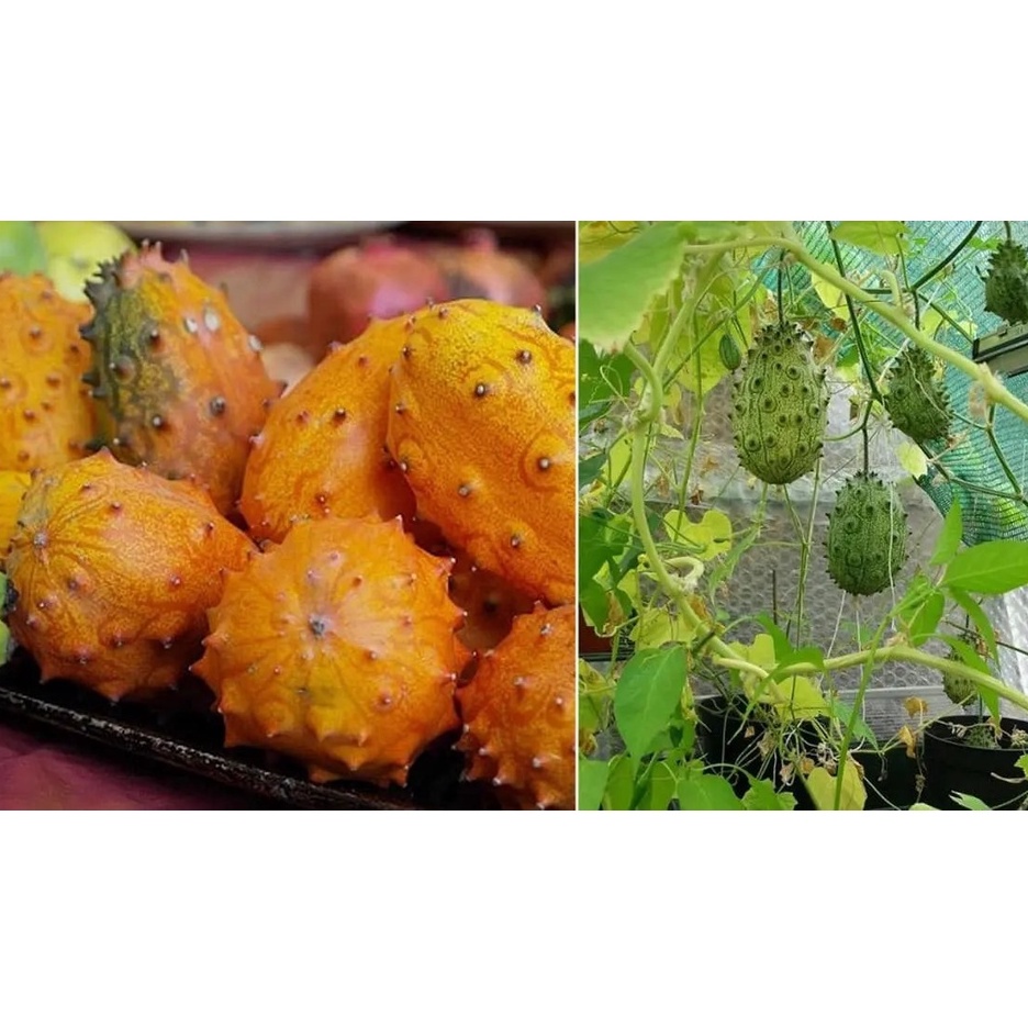 HẠT GIỐNG DƯA CHUỘT SỪNG JELLY F1 NHẬP KHẨU MỸ - 10 HẠT - TỶ LỆ NẢY MẦM 95%