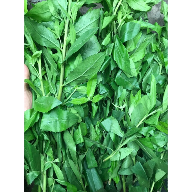 Cây cúc tần