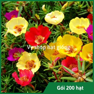 Hạt giống hoa mười giờ mỹ đơn gói 1000 hạt mix màu
