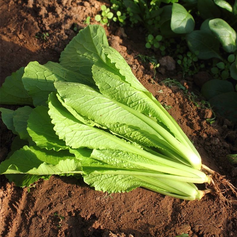 Hạt mù tạt / Bok Choy trắng 100 h