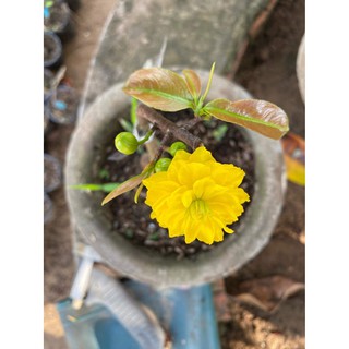 Hoa mai Cúc 2 Tầng Bông_cây độc lạ