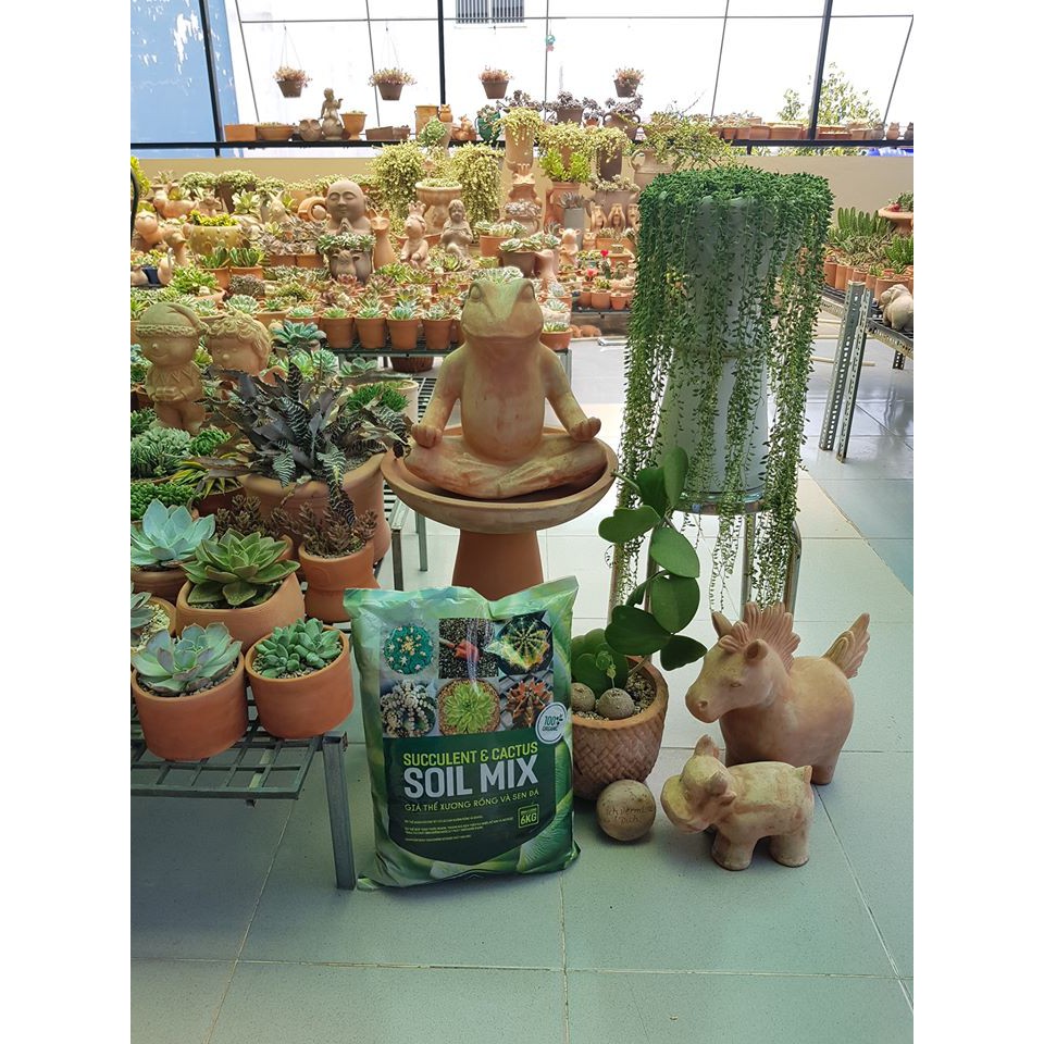 GÍA THỂ TRỒNG SEN ĐÁ, XƯƠNG RỒNG NHẬP KHẨU