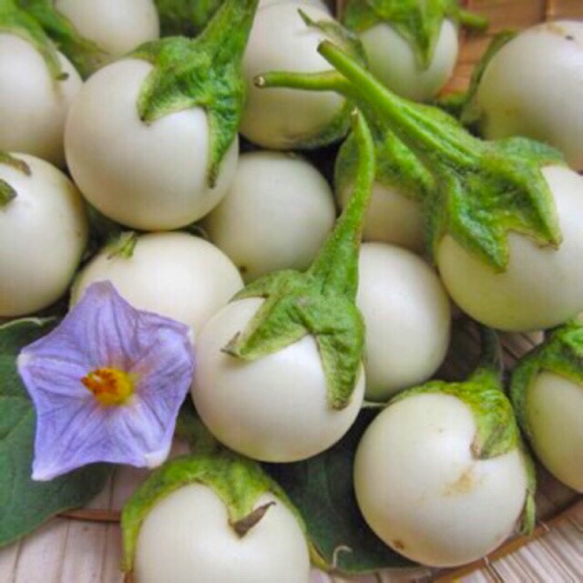 Hạt giống cà pháo trắng, cà pháo tím (Nãy mầm 90%)