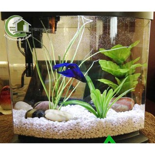1kg đá sỏi màu trắng mini - đá  trang trí trồng cây - trang trí bể cá - sân vườn