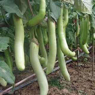 Hạt giống cà xanh lai (2G)