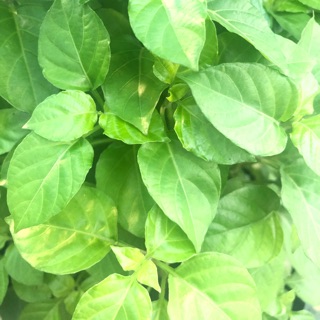 Cây giống rau ngót Nhật