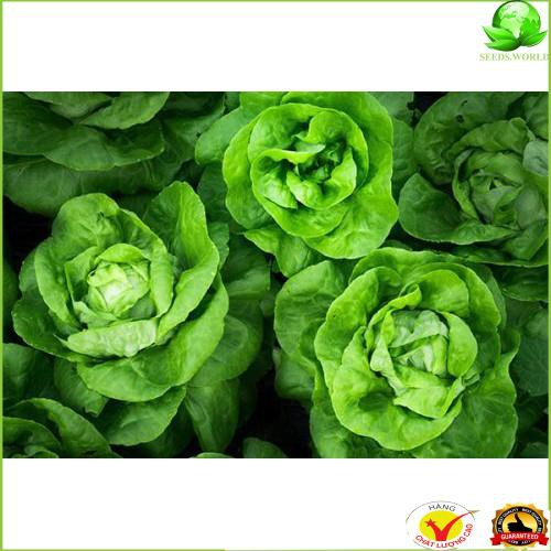 Hạt giống cải xà lách búp