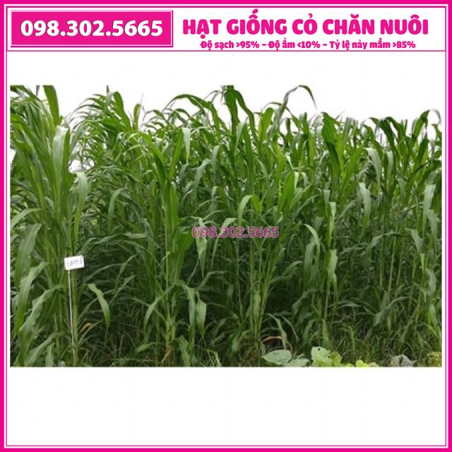 Hạt giống cỏ chăn nuôi Sudan lai 100g
