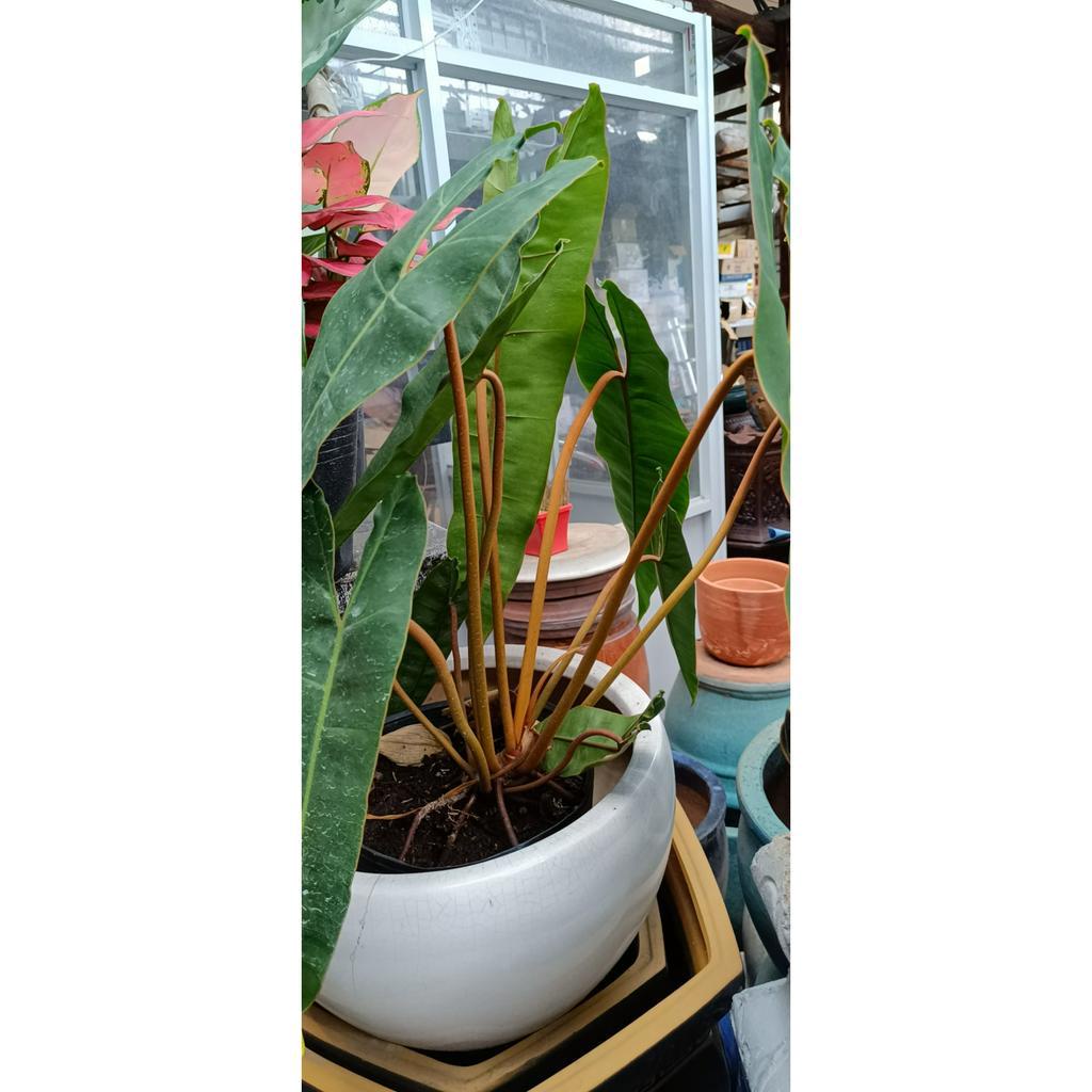 cây hồng hạc Cây Philodendron Billietiae {hình thật cao khoảng 40 50cm}