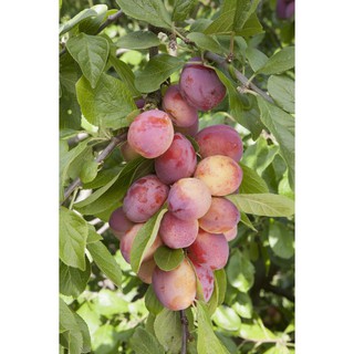 CÂY GIỐNG MẬN ĐỎ ÚC